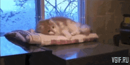 vgif-ru-18066.gif