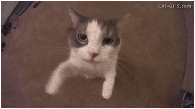 Aq.gif